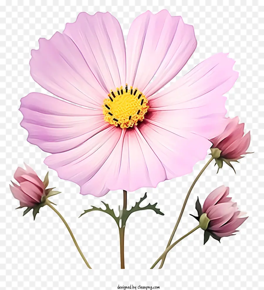 ดอกไม้ Cosmos แบน，ดอกไม้สีชมพู PNG