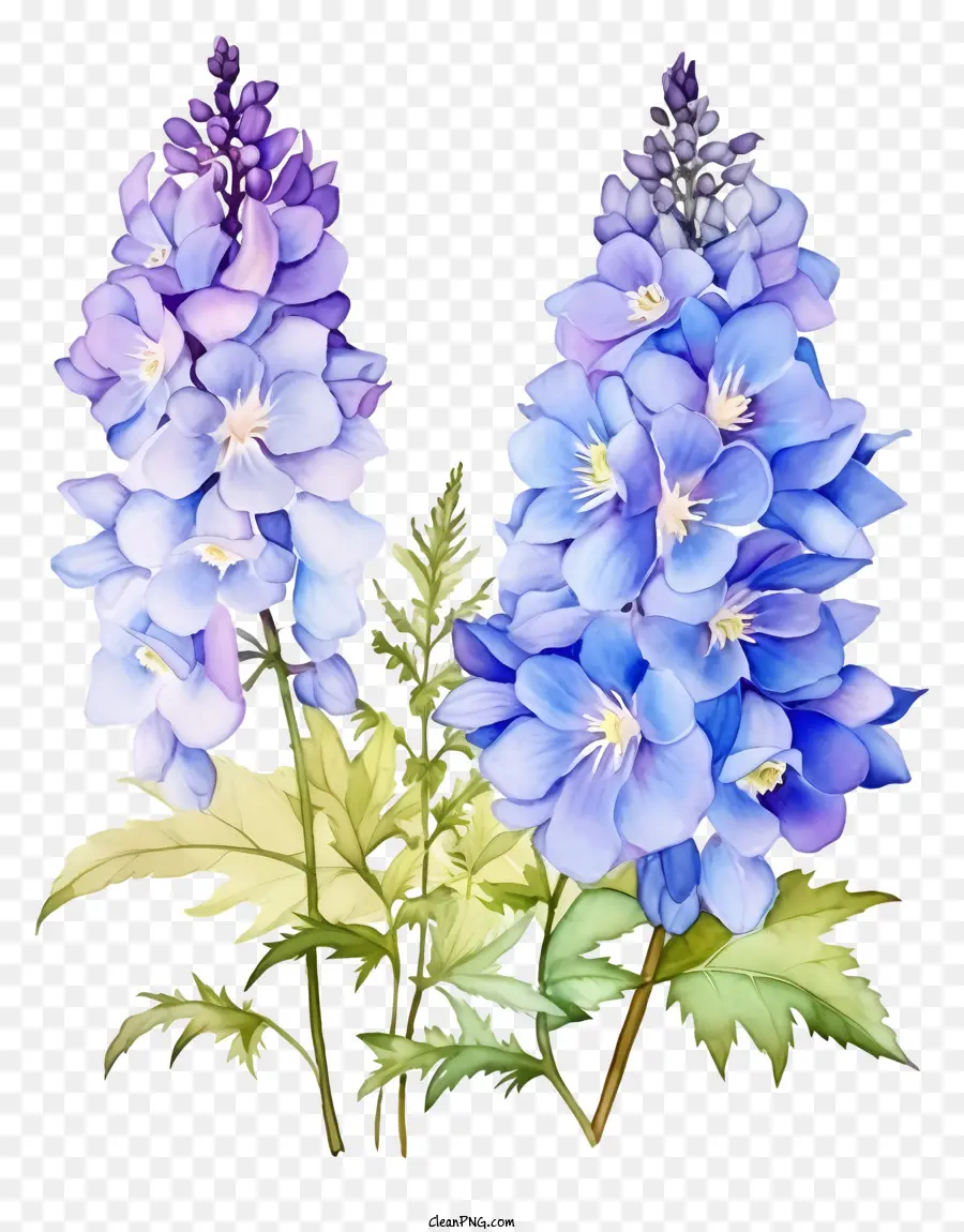 ดอกไม้สีน้ำ Delphinium，ดอกไม้ Vineshaped PNG
