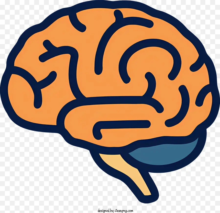 ทางการแพทย์，สมองของมนุษย์ PNG