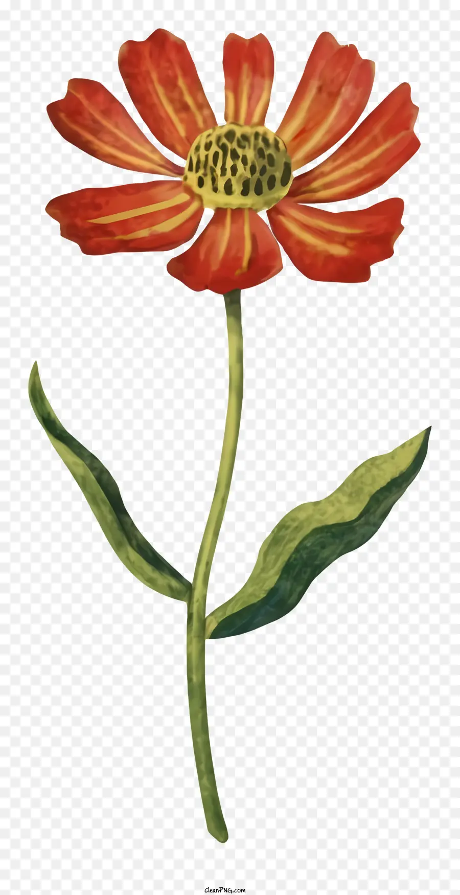 ตูน，ภาพวาดดอกไม้ PNG