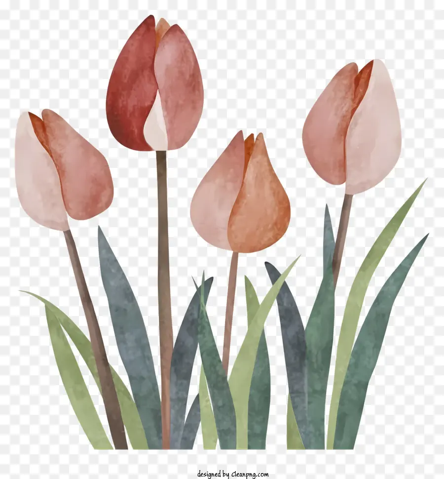 ตูน，สีชมพู Tulips PNG