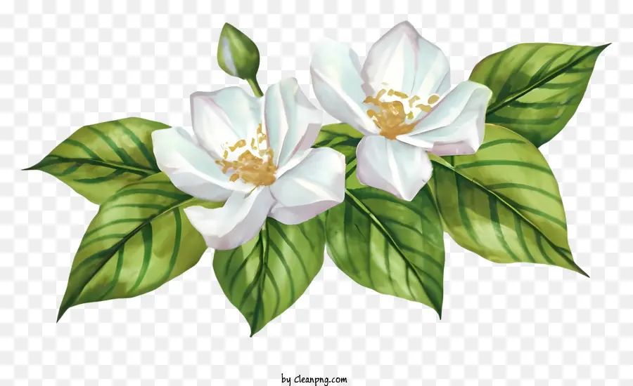 ตูน，ดอกไม้สีขาว PNG