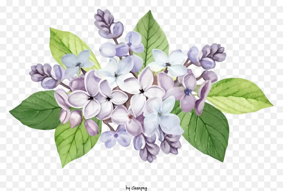ตูน，Lilac ดอกไม้ PNG