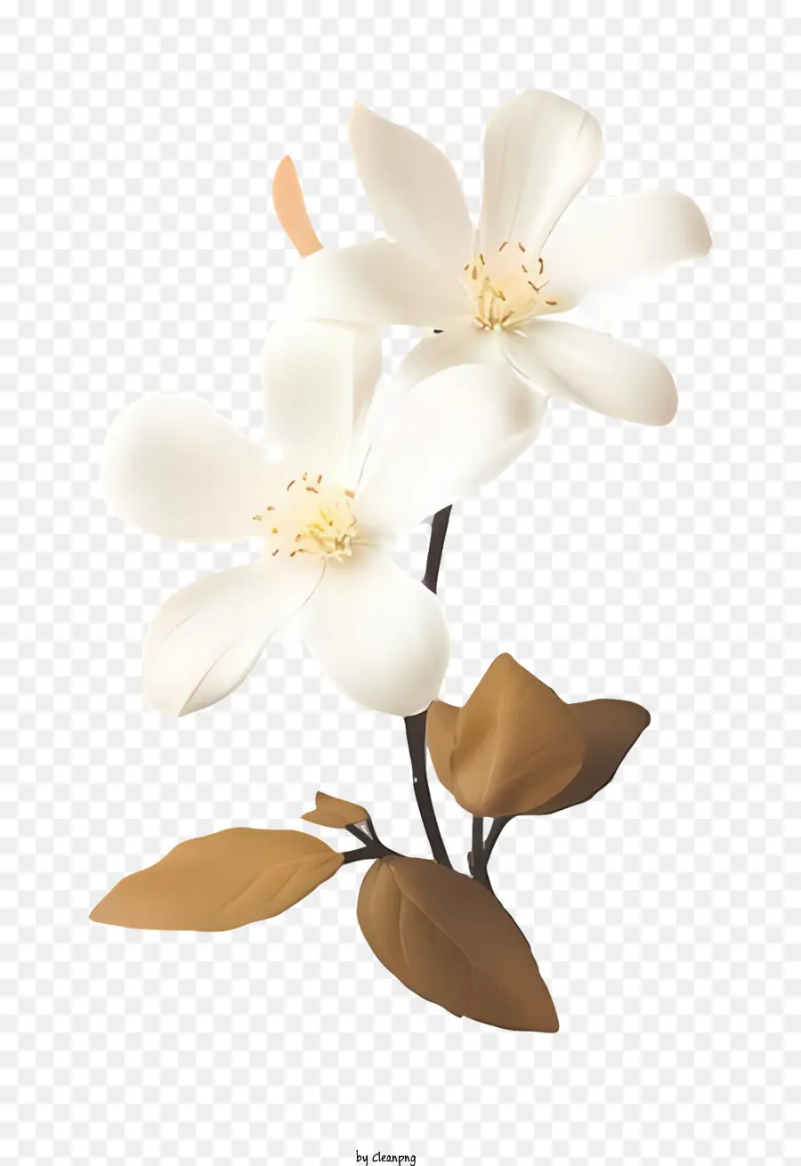 ตูน，ดอกไม้สีขาว PNG