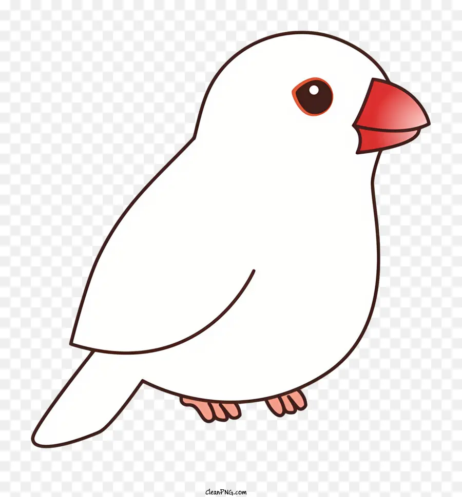 นกสีขาว，จงอยปากแดง PNG