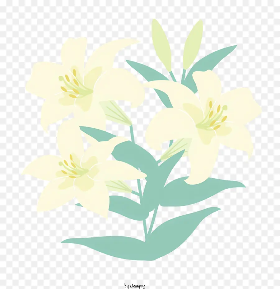 สีขาวลิลลี่，ข้อตกลงดอกไม้ PNG