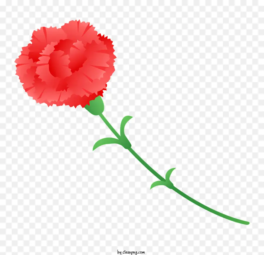 สีแดงมันทับดอกคาร์เนชั่น，ดอกไม้ Photography PNG