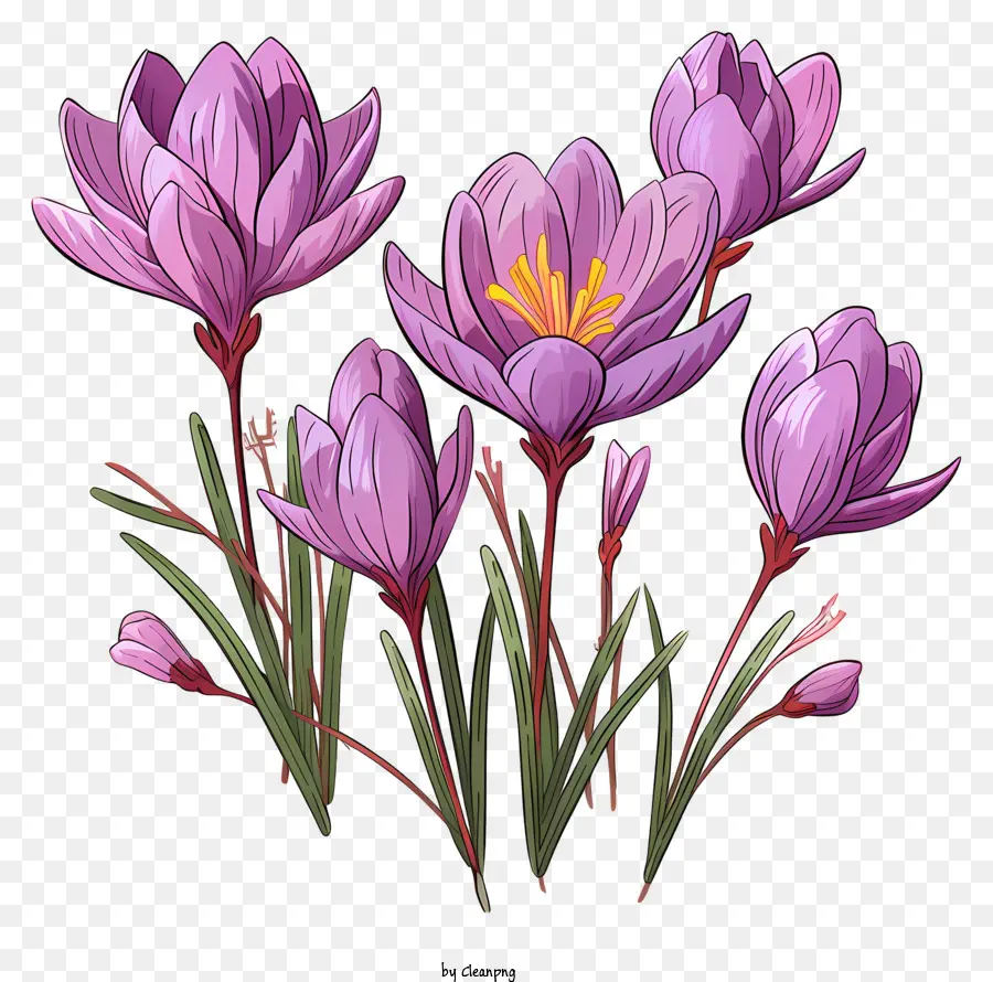 Crocus ที่วาดด้วยมือ，ดอกไม้สีม่วง PNG