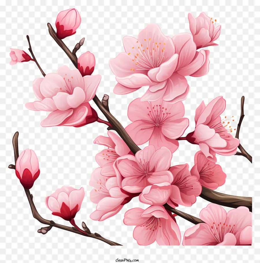 กิ่งและดอกไม้ซากุระ，สีชมพู Blossom PNG