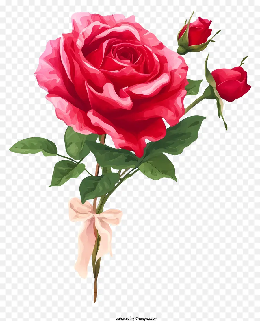 Valentine Rose Illustrate，กุหลาบสีแดง PNG