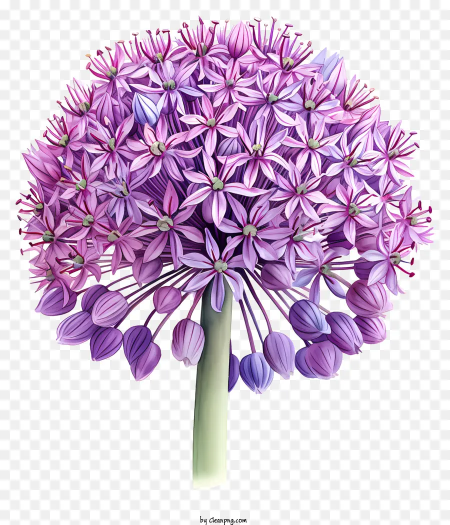 กระเทียมเข้าไปเมื่อตอนกยักษ์โมบี้ดิคของ，Allium ดอกไม้ PNG