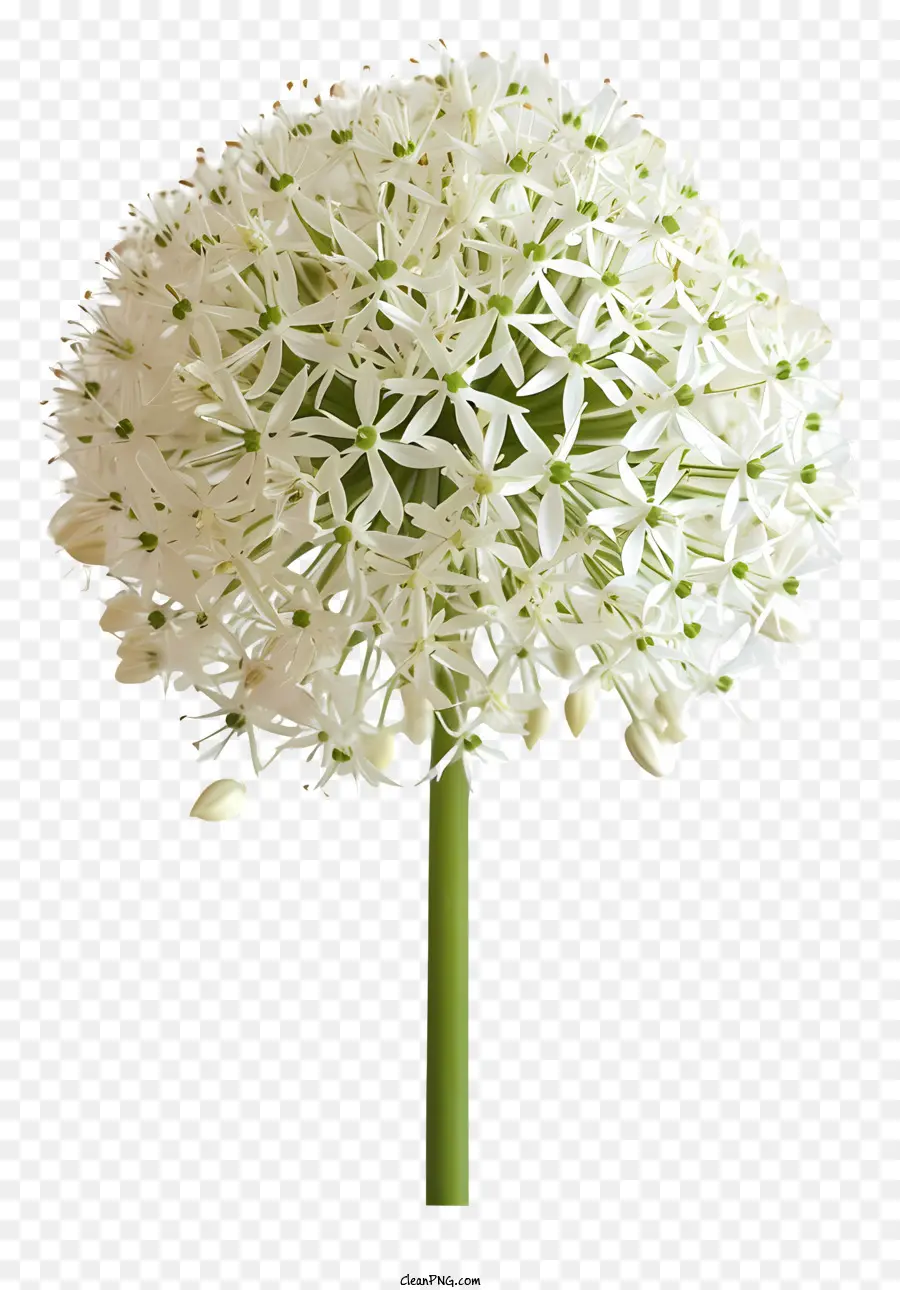กระเทียมเข้าไปเมื่อตอนกยักษ์โมบี้ดิคของ，ดอกไม้สีขาว PNG