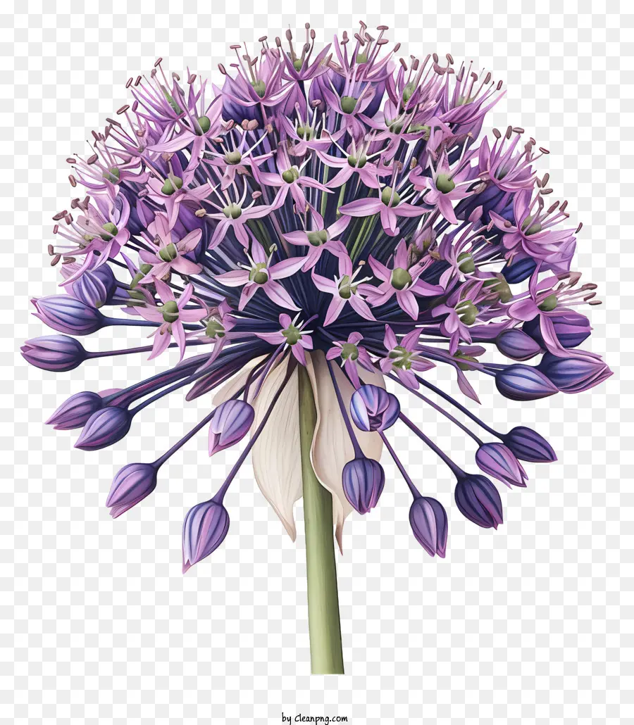 กระเทียมเข้าไปเมื่อตอนกยักษ์โมบี้ดิคของ，ดอกไม้ Aggall สีม่วง PNG