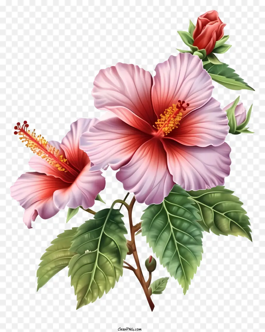 Rose Of Sharon Illustrate，ดอกไม้ชบาสีชมพู PNG