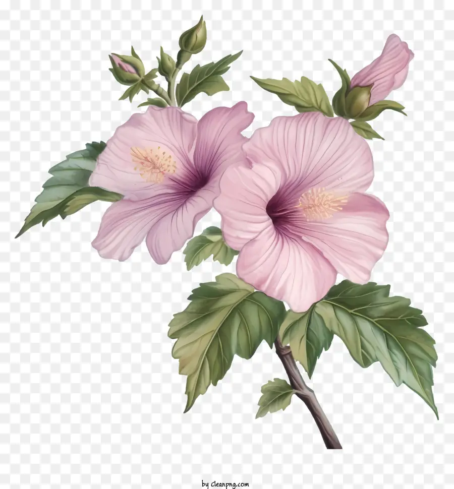 Flat Rose Of Sharon，ชบาสีขาว PNG