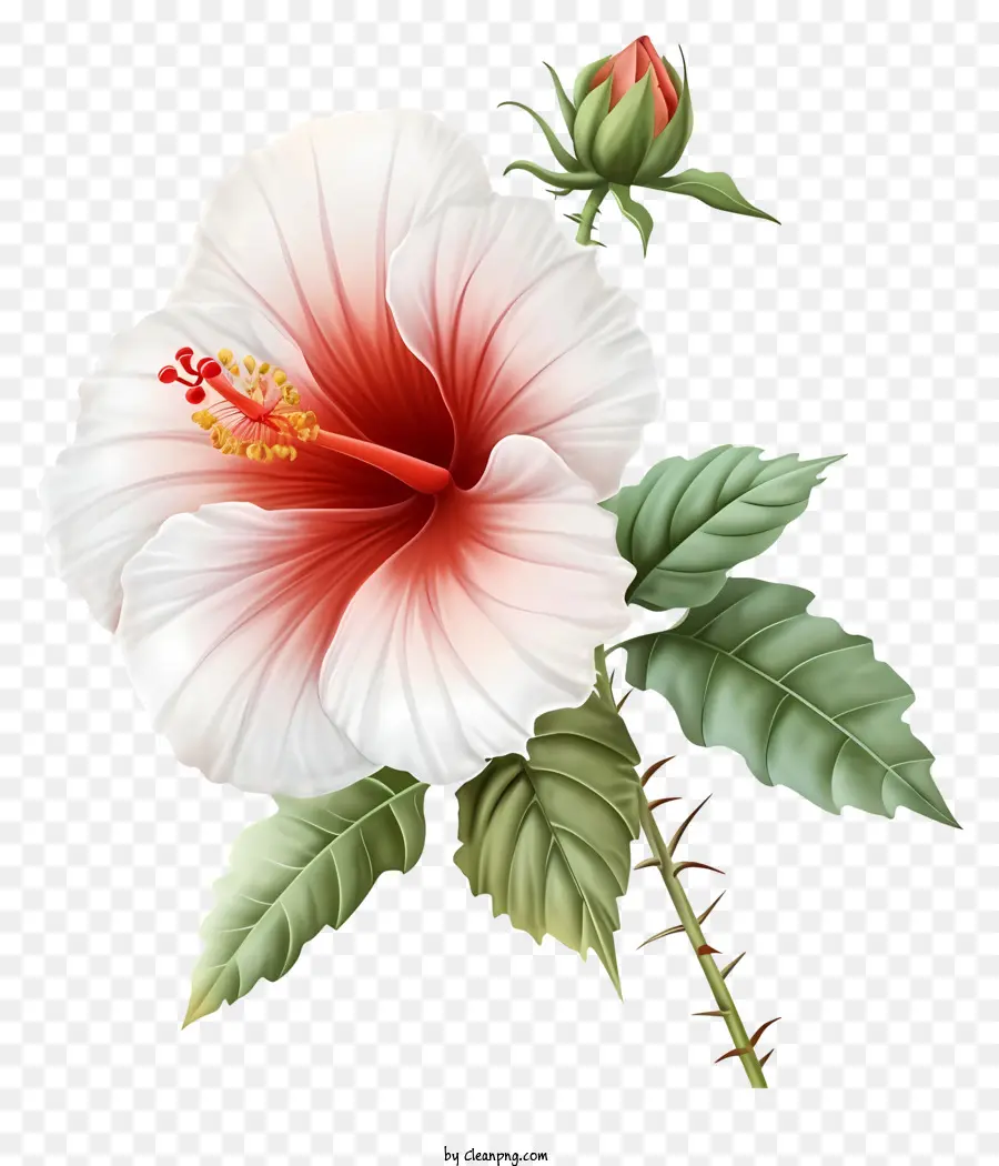 Flat Rose Of Sharon，ดอกชิบัส PNG