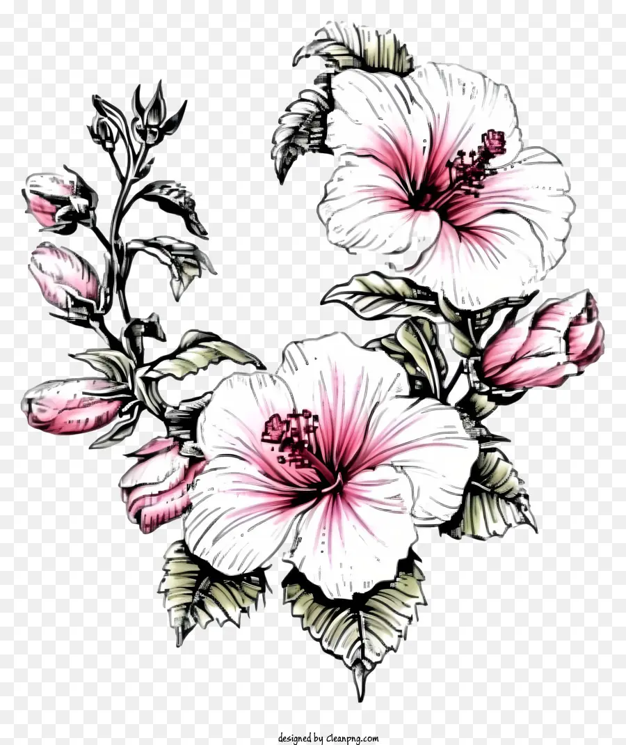 Doodle Rose Of Sharon，ดอกชิบัสสีชมพู PNG