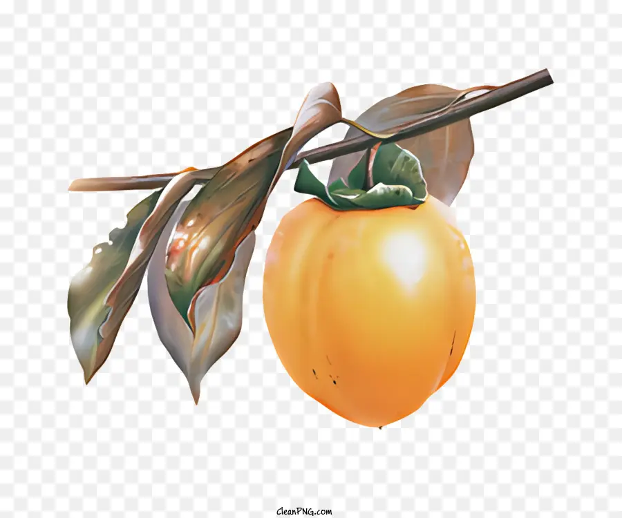 ผลไม้，Persimmon ผลไม้ PNG