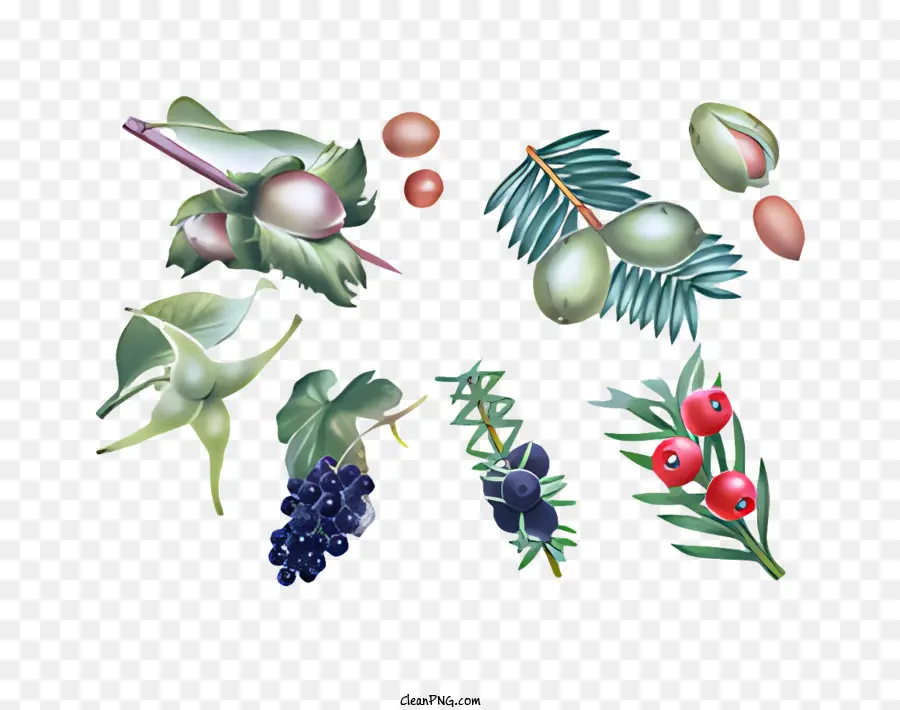 ผลไม้，ภาพประกอบทางพฤกษศาสตร์ PNG