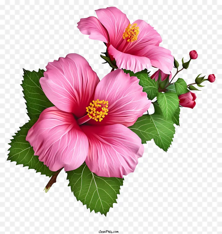 Psd 3d Rose Of Sharon，ดอกไม้สีชมพู PNG