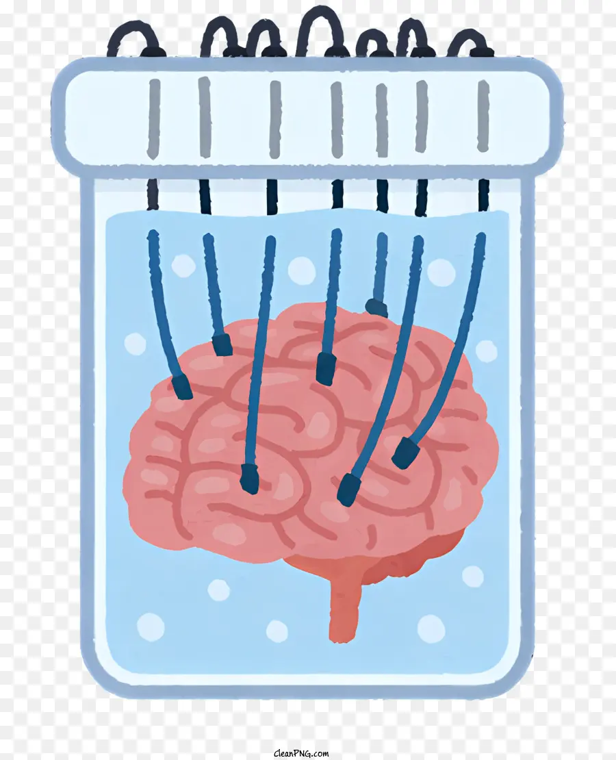 สมองแก้ว，มนุษย์สมองของนางแบบ PNG