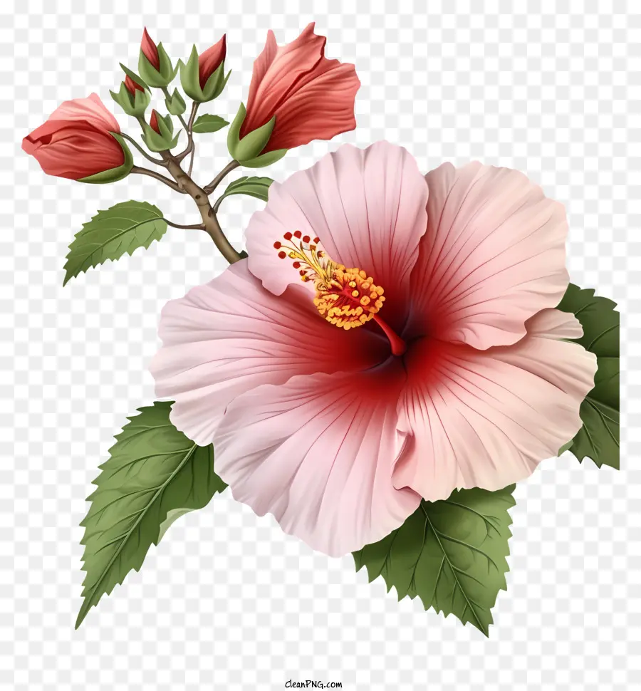 Rose Of Sharon Illustrate，ชบา PNG