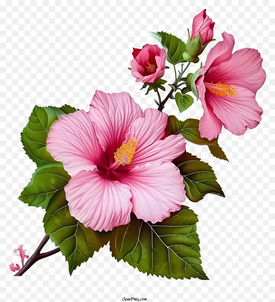 Rose Of Sharon，ชบาสีขาว PNG