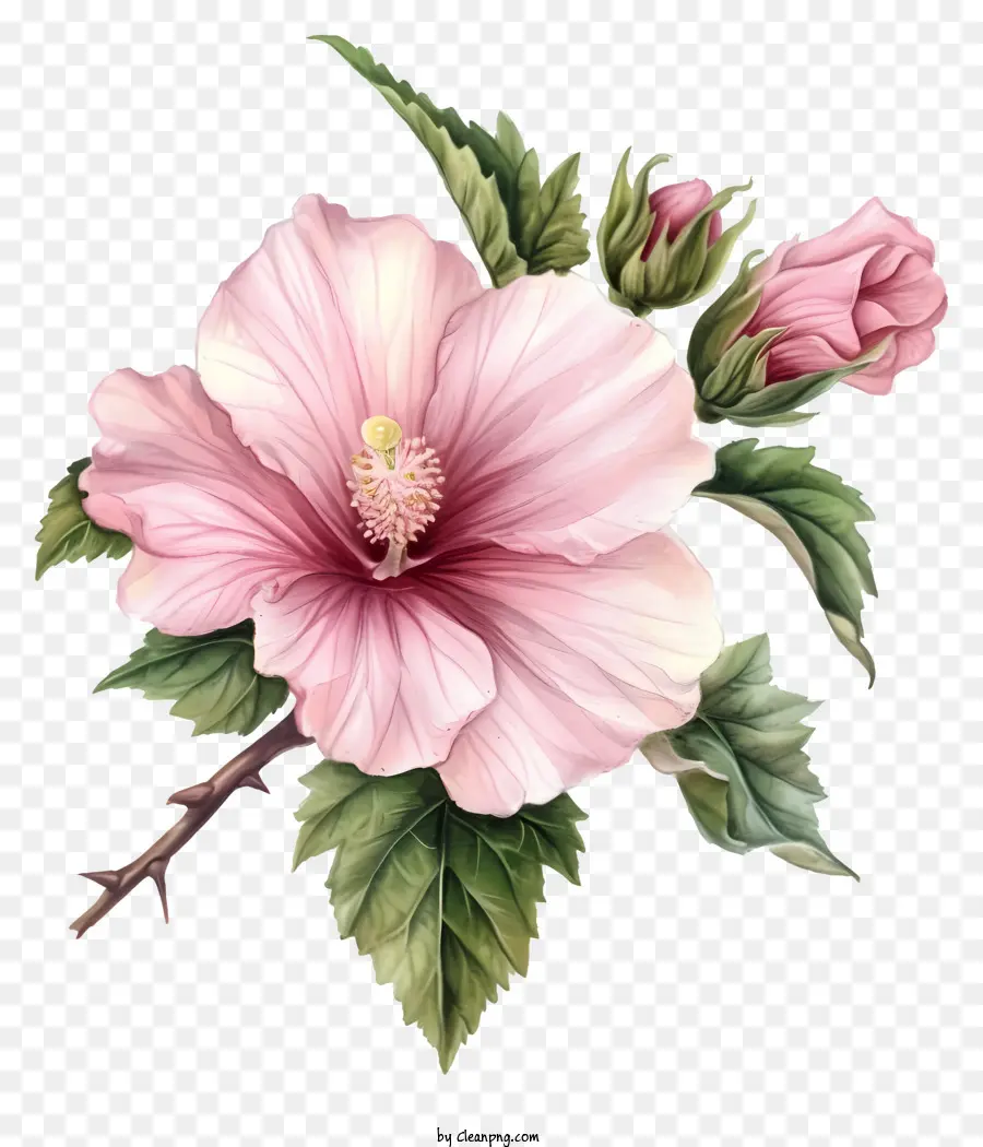 Rose Of Sharon，ชบา PNG