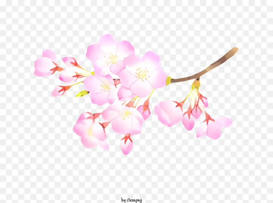 ดอกไม้，ต้นซากุระสีชมพู PNG
