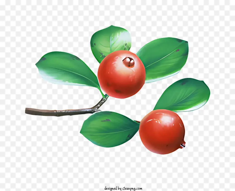 ผลไม้，ตัดอวัยวะแอปเปิ้ล PNG