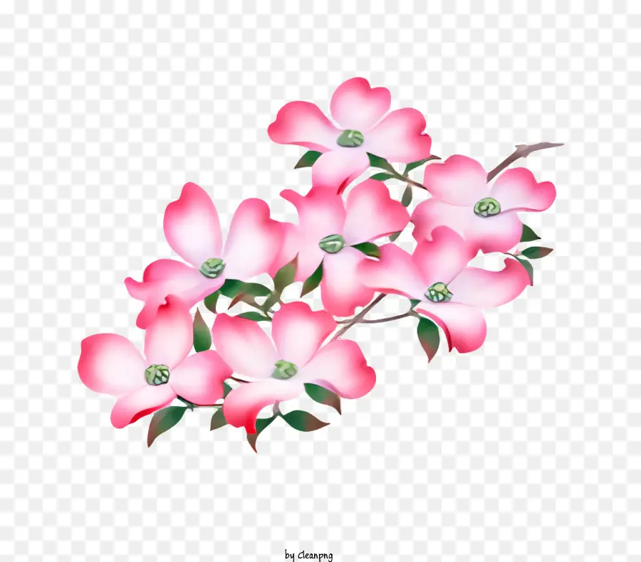 ดอกไม้，ดอกไม้ Dogwood สีชมพู PNG