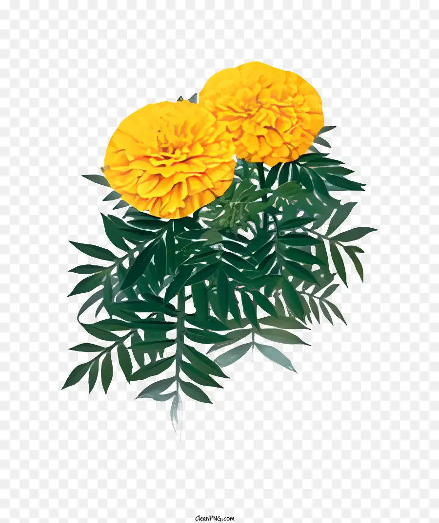 ดอกไม้，สีเหลืองดอกไม้ PNG