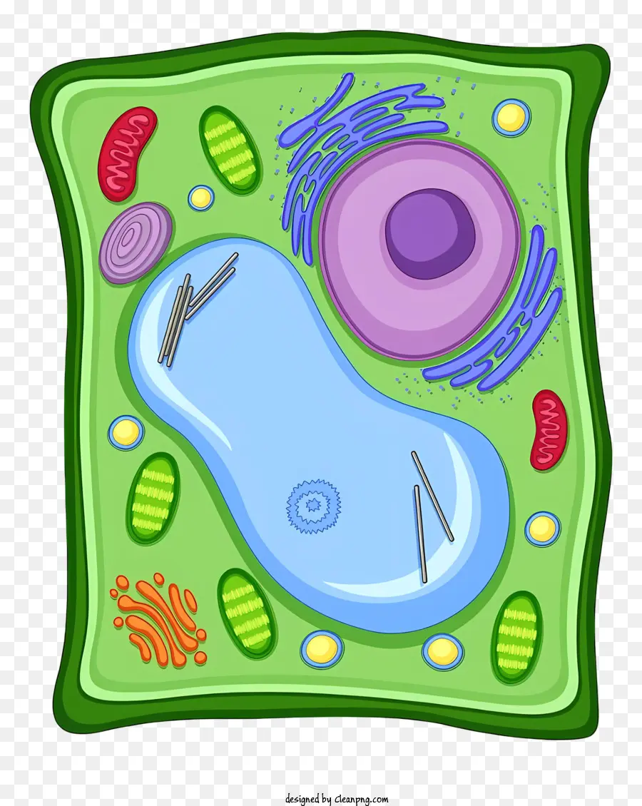 เซลล์พืช，ออร์แกเนลล์ PNG