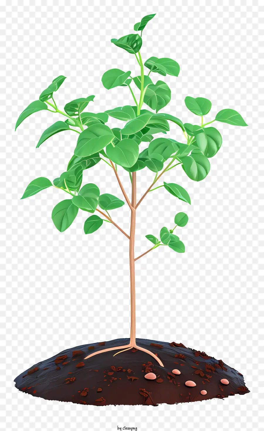 ต้นไม้ปลูกแบน，พืชสีเขียวขนาดเล็ก PNG