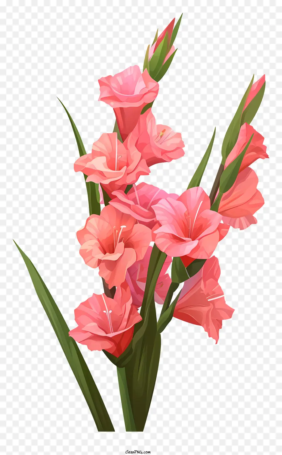 Gladiolus，ดอกไม้สีแดง PNG