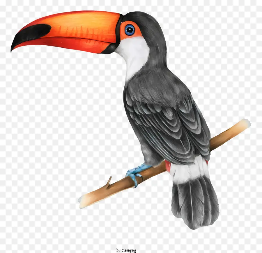 นกแก้วนก，Toucan PNG