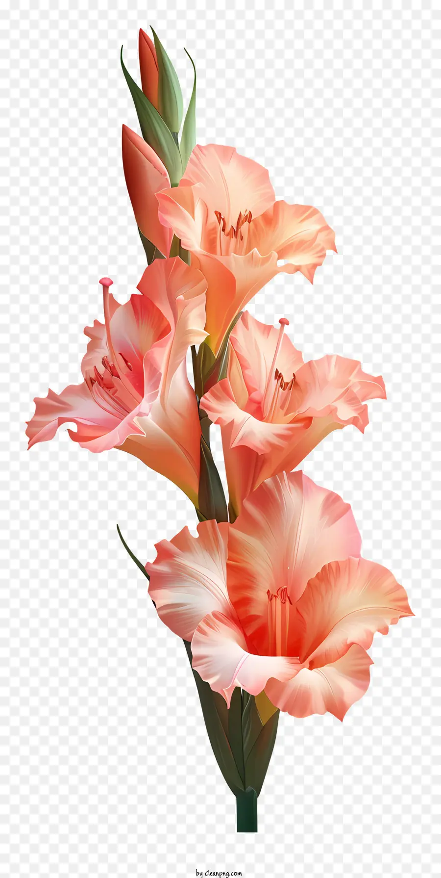 Gladiolus，ดอกไม้สีส้ม PNG