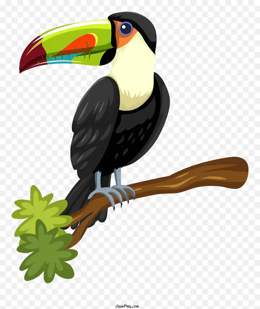 นกนกแก้ว，Toucan PNG