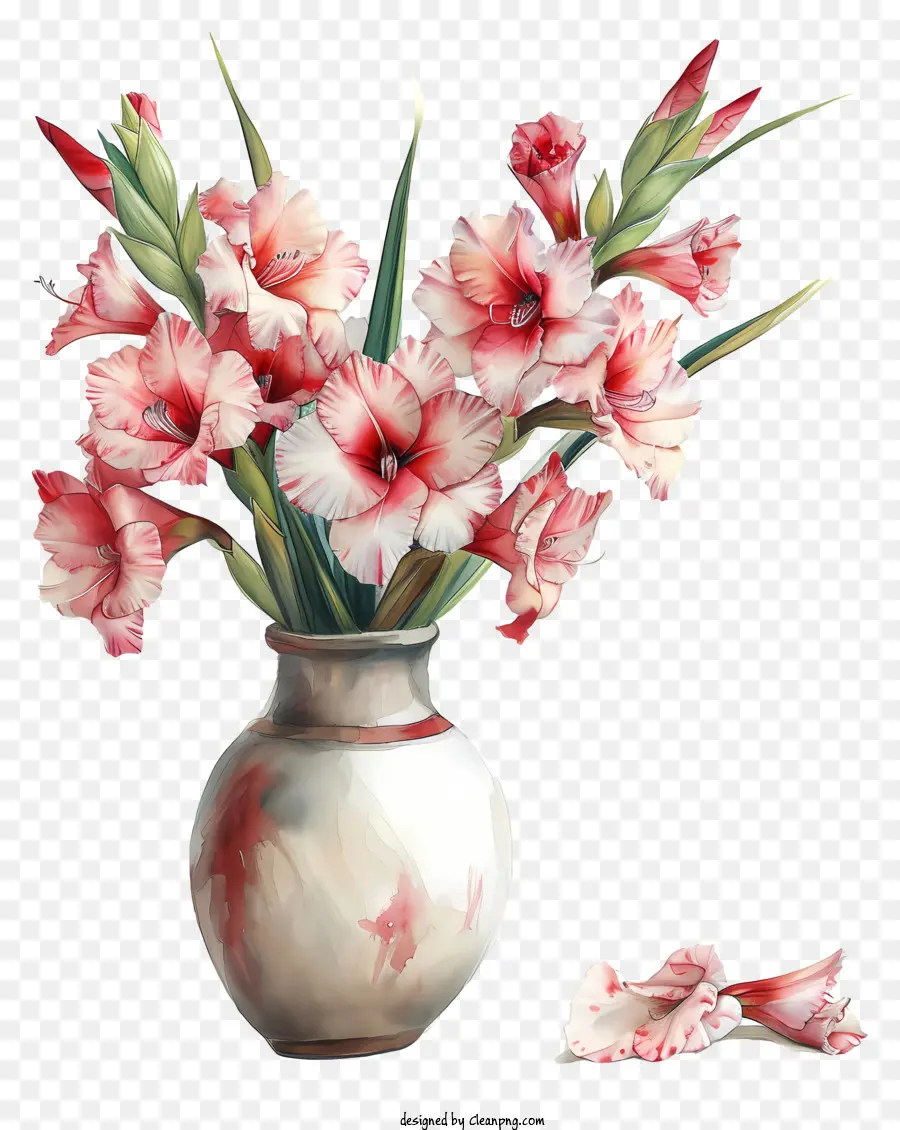 Gladiolus，Gladiolus ในแจกัน PNG