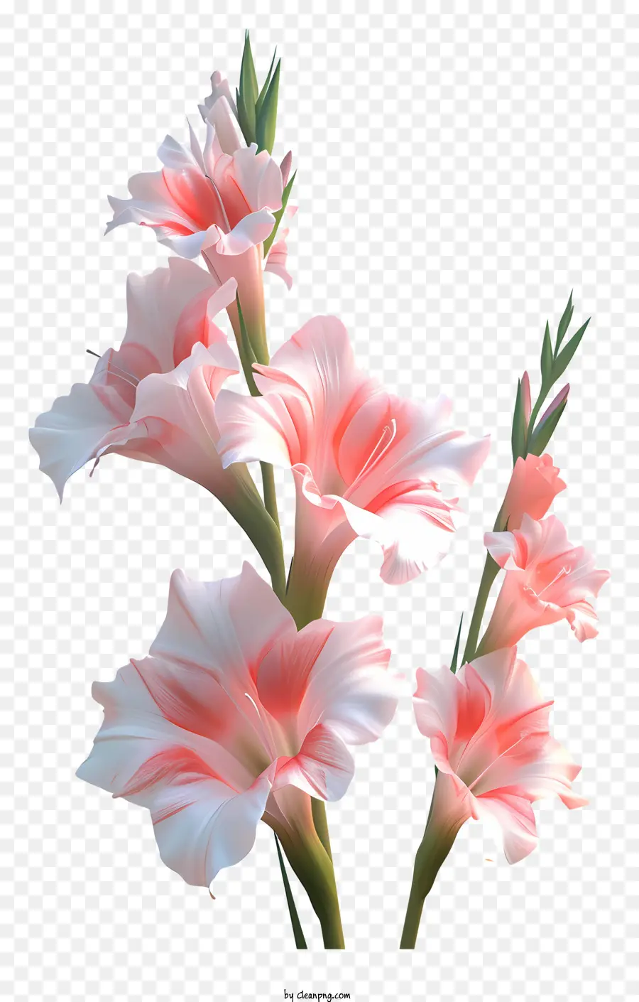 Gladiolus，ดอกไม้สีขาว PNG