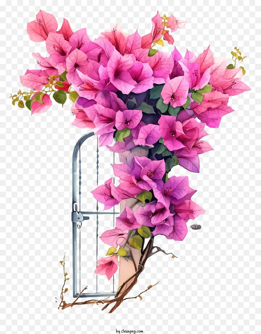 Bougainvillea อธิบาย，Bougainvillea PNG