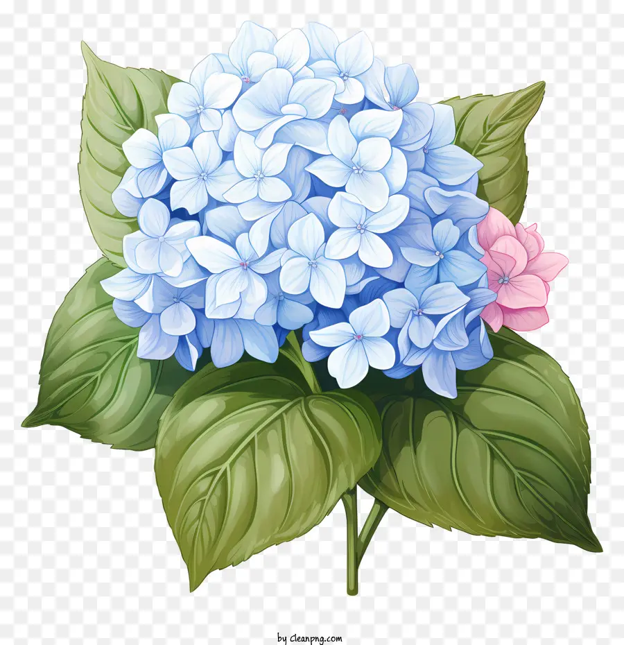 ดอกไม้ไฮเดรนเยียสไตล์ Doodle，สีน้ำเงินอกไฮเดนเจีย PNG