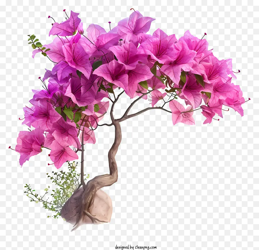 Bougainvillea อธิบาย，ดอกไม้สีชมพู PNG