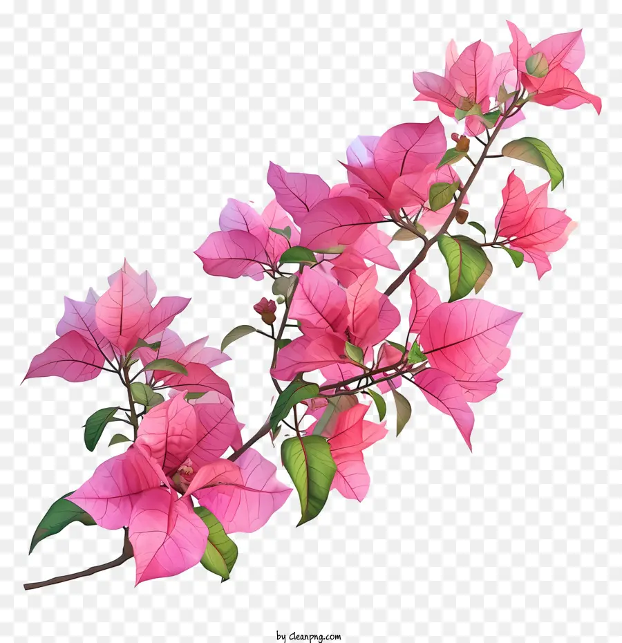 3d Bougainvillea ที่เหมือนจริง，ดอกไม้สีชมพู PNG