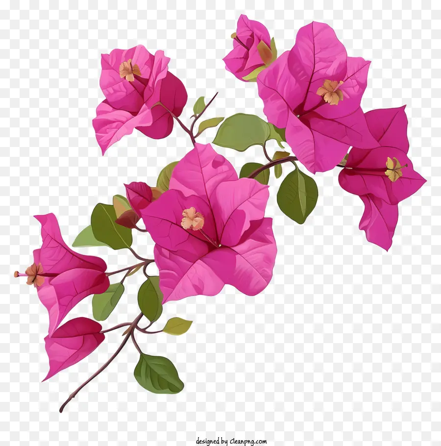 ภาพวาด Bougainvillea，ดอกไม้สีชมพู PNG