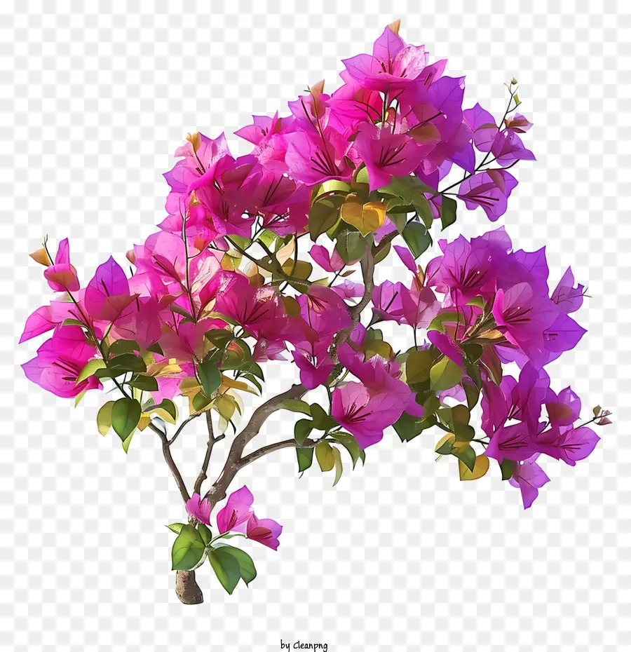 3d Bougainvillea ที่เหมือนจริง，สีชมพู Bougainvillea PNG