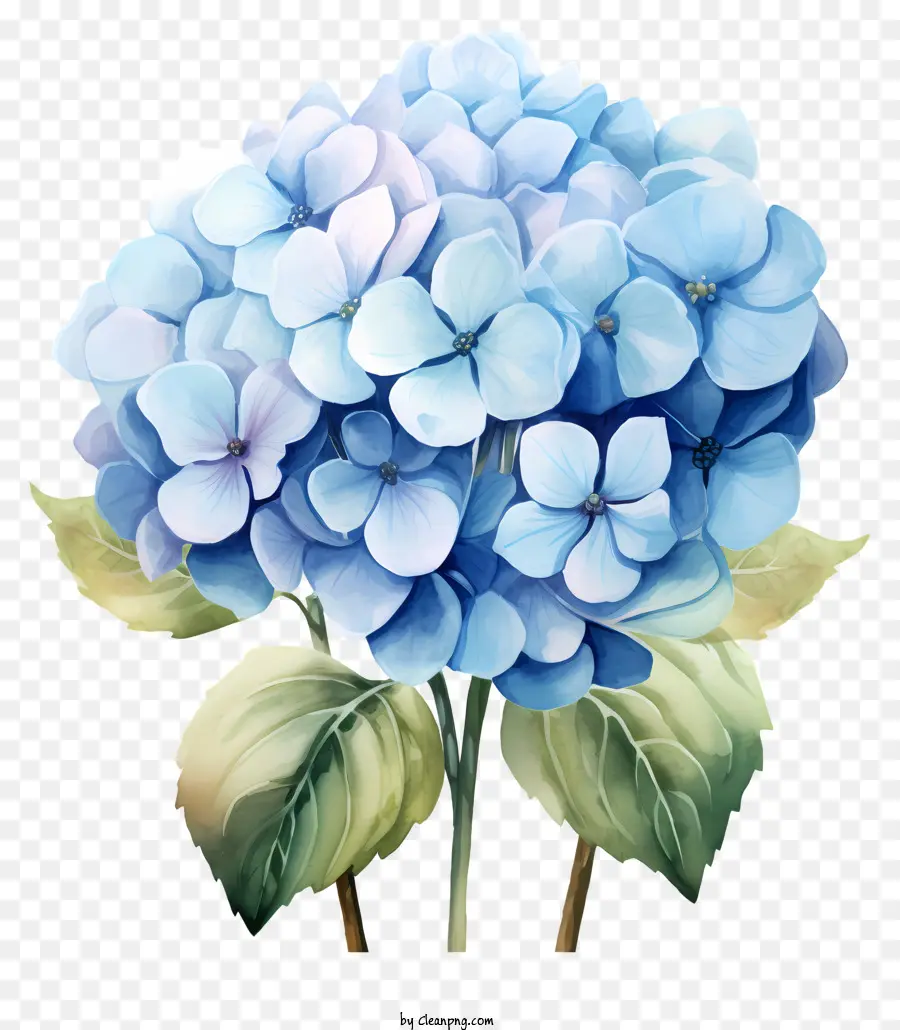 ดอกไม้ไฮเดรนเยียสีน้ำ，สีน้ำเงินอกไฮเดนเจีย PNG