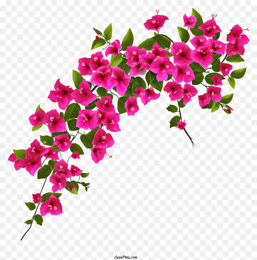 Bougainvillea Simplistic Vector Art，ช่อดอกไม้ PNG