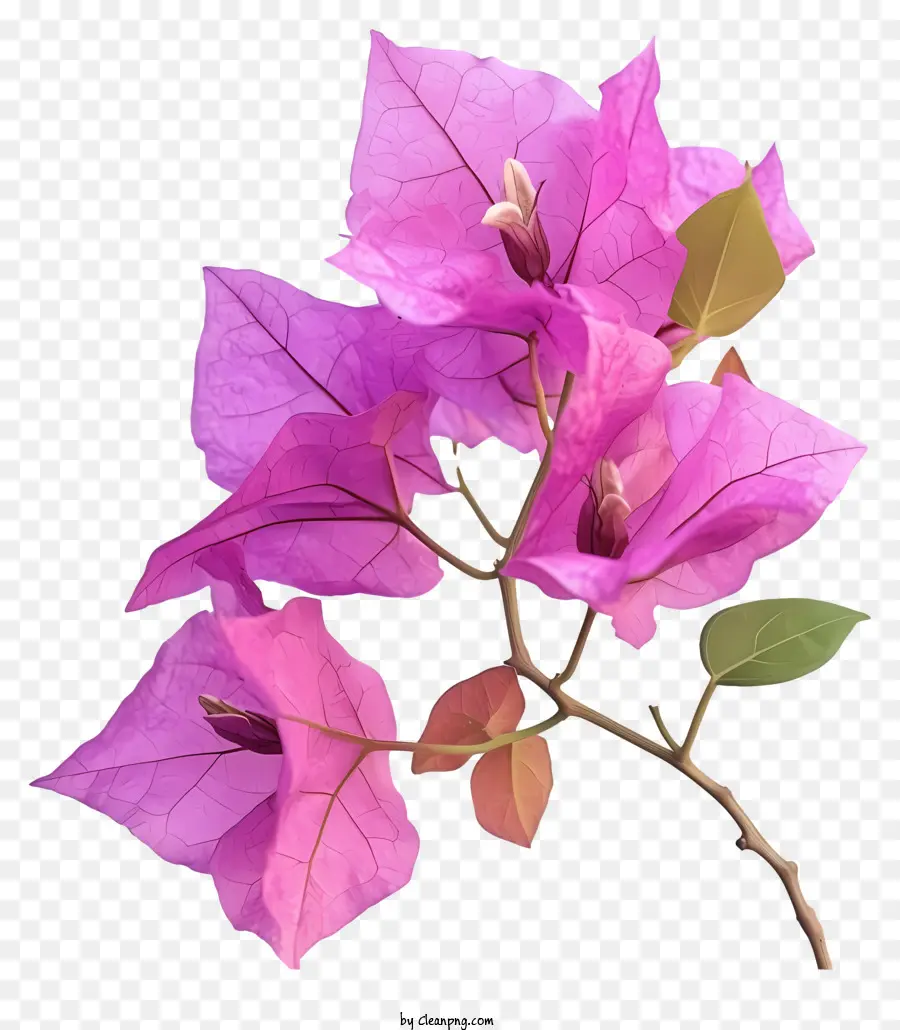 Bougainvillea ดอกไม้，ดอกไม้ Bougainvillea สีชมพู PNG