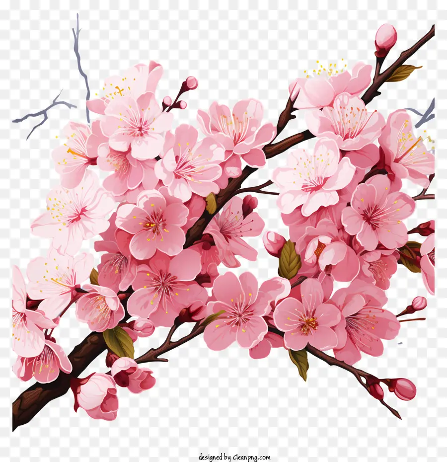 เชอร์รี่ Blossom，ดอกไม้สีชมพู PNG
